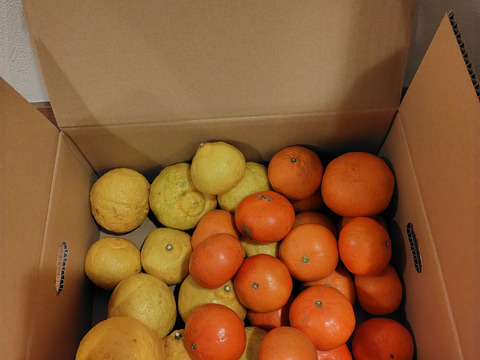 レア3種×キズ得🍊べにばえ🍊はれひめ🍊はるか 食べ比べ福岡柑橘セット 4.5kg (一部外皮キズあり)※発送は2月1日頃より開始いたします※