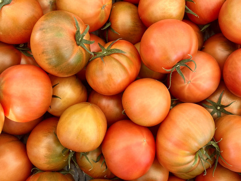 濃厚！濃ウマ！個性派ヤサグレフルーツトマト（箱入り・約1kg)