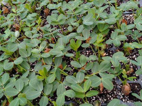 【有機JAS認証】兵庫県産　丹波ささやま「土付き落花生1ｋｇ」