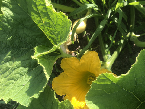 サラダカボチャ　コリンキー　3.6㎏前後/3個　農薬・化学肥料・除草剤不使用