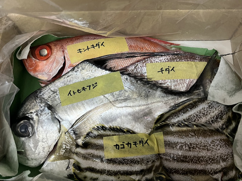 下処理⇒即日発送！ロコフィッシュ鮮魚ボックス1kg【エコ包装】