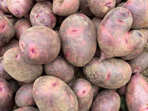 【寒冷地向】グランドペチカ｜ほくほく甘い 島育ちのじゃがいも 五島産 ２kg