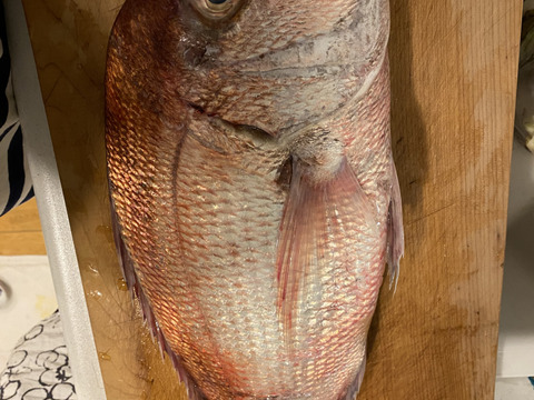 【別格】鳴門鯛/真鯛/天然/活締め/大サイズ/1.5kg前後/これが本当の鯛の味【生】【冬の脂鯛】