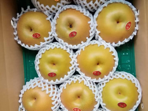 糖度13以上 BIGサイズ美味しい豊水梨5㎏箱 8～12個入り