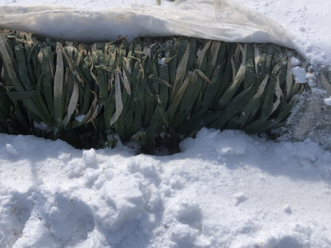 ラストスパート＊雪中ねぎ＊  2.5㎏