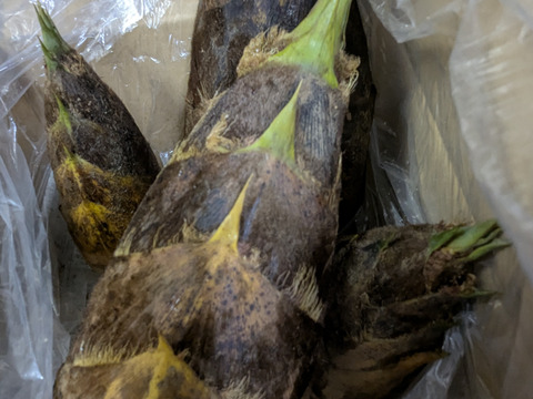 Ｂ級品、生たけのこ、朝掘りタケノコ !   孟宗竹のタケノコ。５０年以上農薬・化学肥料を施していません。栽培管理としては、間伐して、タケノコを掘るだけです。予約受付中