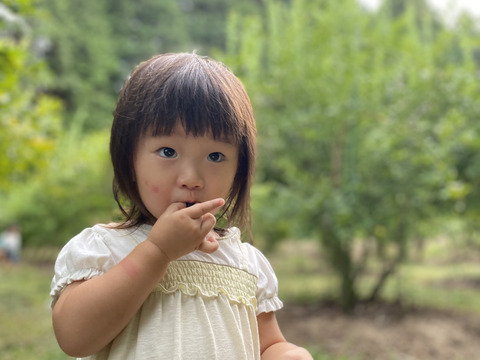 農薬不使用【訳あり】1800g大粒冷凍ブルーベリー