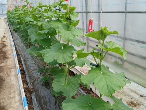 【夏ギフト】高級メロン 千葉県富津市産アールスメロン 1.2～1.5kg/個 ×3個入り