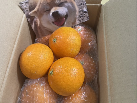 【ぷるん、とろり】完熟ハウス 福まどんな《ご家庭用 2kg》｜サイズ混合｜愛媛・西宇和産