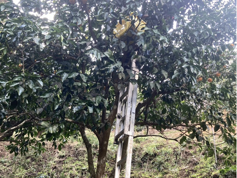 八朔(はっさく)3kg房州産(農薬・化学肥料不使用)