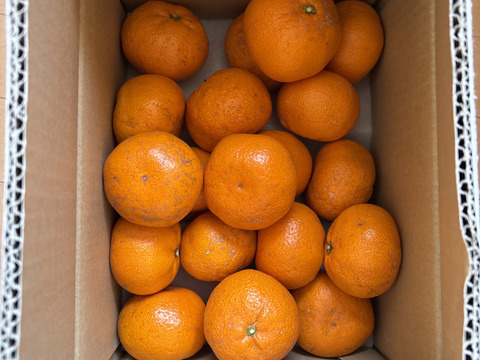 愛媛限定 甘平2kg 訳あり家庭用【希少品種】とろける甘さ！