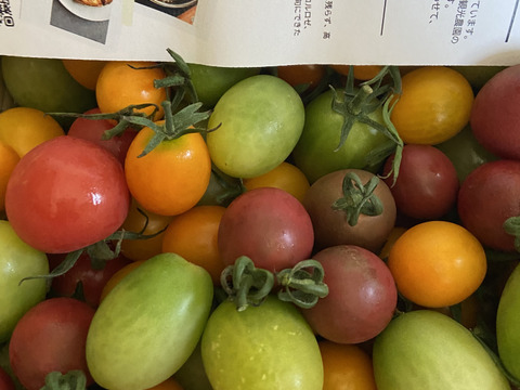 【ミニトマト】【品種:リトルジェムP、キャロルスター、ピッコロカナリア 他】食卓を彩るカラーミニトマト♪　※ヘタなし【2kg】信州の環境にやさしい農産物認証取得