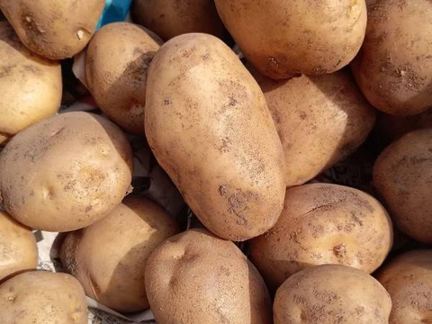 常温便🥔🥔🥔じゃがいもと玉ねぎのセット✨️✨️✨️ニンニクつき🧄✨✨✨【数量限定各４kg❗❗】子供に食べさせたいばぁばのモノスゴイ野菜😋🍠🍠✨✨✨