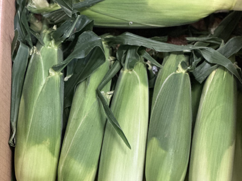 【感謝価格】おおもの5kg　糖度20度前後にもなる激甘スーパースイートコーン！！