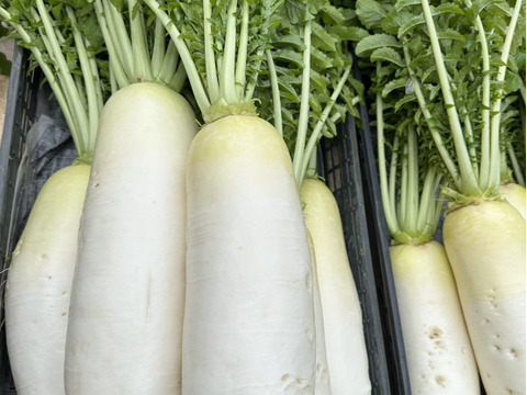 26日～28日発送‼️今年最後のお野菜セット‼️キャベツ入‼️