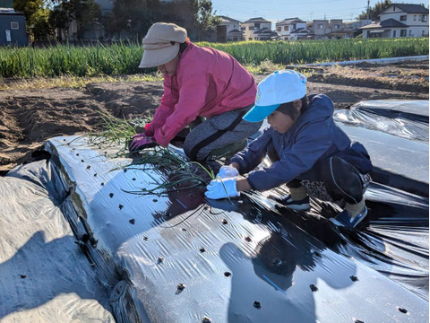 固定種のジューシー赤玉ねぎ（湘南レッド）2㎏【農薬・化学肥料不使用】