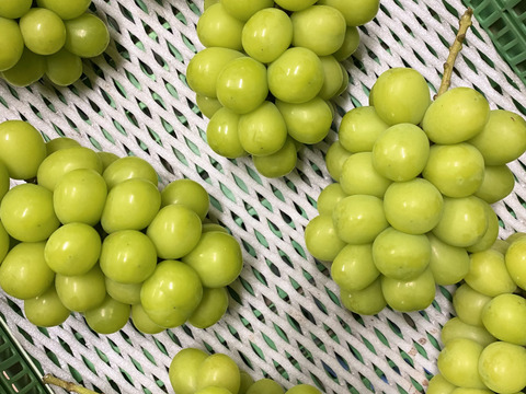 数量限定！】こだわりシャインマスカット2kg (3~4房)：山梨県産