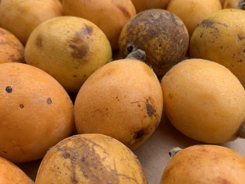 10%増量中！【訳あり】自然栽培びわ 1kg +100g