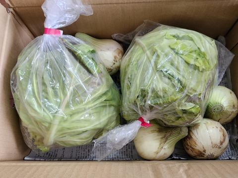《数量限定》【淡路島産】昨年大好評の 極早生新玉ねぎ 1kgと春キャベツ詰め合わせ