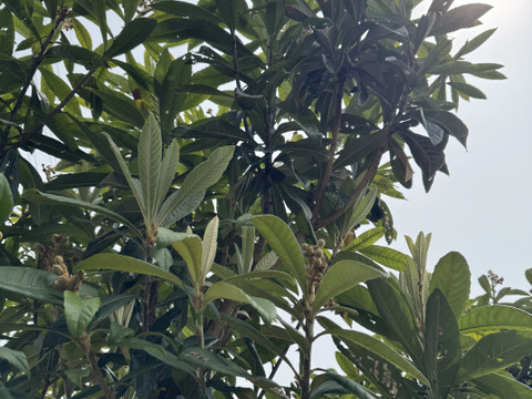 自然農法栽培 枇杷の葉です　枇杷の葉チンキ　枇杷の葉茶、枇杷の葉灸などに。メール便に箱いっぱいにお入れしてお届けいたします