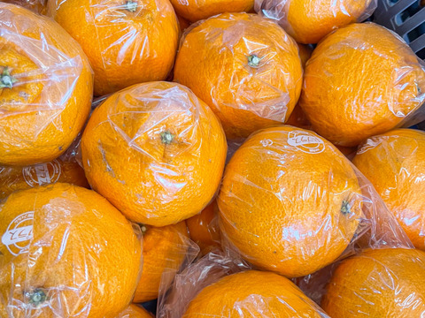 スペシャル熟成！ 完熟の濃厚なコク【不知火】Aセレクション（家庭用）5kg