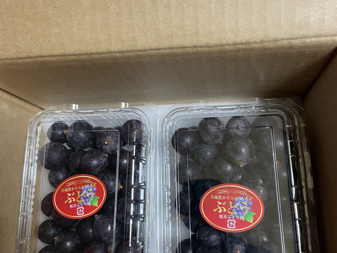 🉐天候被害訳アリ・ご家庭用向き🉐
🌿🍇🌿　　巨峰の粒ﾊﾟｯｸ　🌿🍇🌿
🔴訳有り品/粒状2Ｐ入計900ｇ位🔴