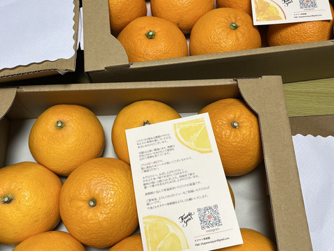 はっさく🟡 & 紅はっさく🟠 食べ比べ2箱セット Lサイズ以上　各種8〜11玉入り 八朔　紅八朔