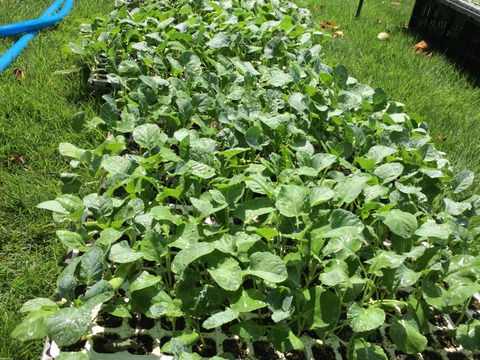 石井食品おまけ付　大人気！カットブロッコリー3.5kg+