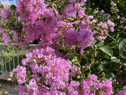 2025年6号のハチミツさん 160g