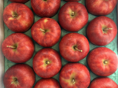 【予約販売】シャキシャキ ジョナゴールド 約5kg(14～18個)