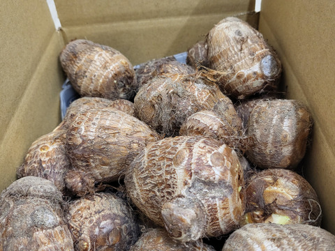 砂丘さといも「里美ん（さとみん）♡」2kg