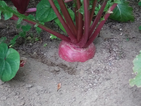 季節限定セット商品【お買い得♪旬の野菜お試しセット】＋【赤紫蘇10本】の組み合わせのお届け☆ゆうパック🏣80サイズにたっぷりお入れいたします☆