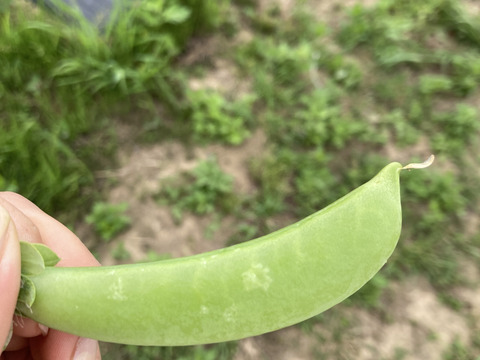 おやつになる野菜！？やみつきスナックエンドウ！(2kg)