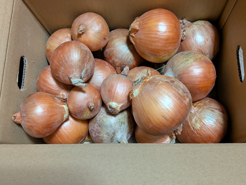 玉ねぎ4kg🅱️🧅淡路島極熟玉葱　シャーロットオニオン　玉ねぎ大国淡路島からのたまねぎ