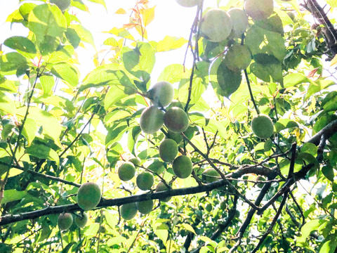和歌山県産鶯宿梅ジュースやシロップに！　5kg