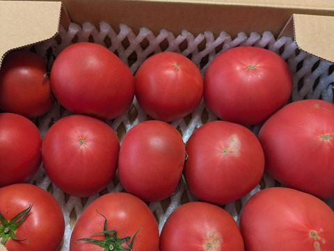 【北海道産】🍅樹上熟3段採り🍅桃太郎トマト2kg箱〈訳あり品〉