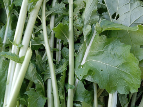 たっぷりカブの葉４キロ🌿乾燥唐辛子つき🌶️農薬と化学肥料を使わないで育てた野菜セット🌰【数量限定❗❗】子供に食べさせたい😋🍚🎵🎵ばぁばのモノスゴイ野菜🍅🍆🌽✨✨✨