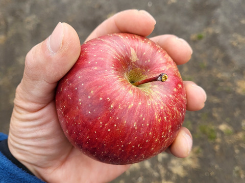 シャキッと蜜たっぷり！！完熟夕焼けリンゴ(サンふじ3kg)　小玉