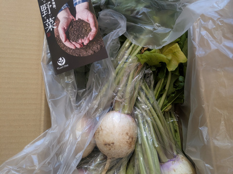 【数量限定】あやめ雪カブ　10玉入り