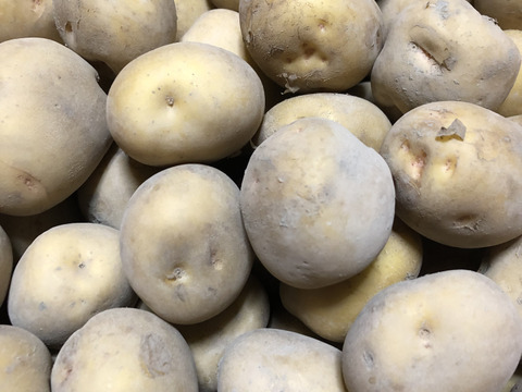 １８kg限定！ジャガイモ　キタアカリ　３kg