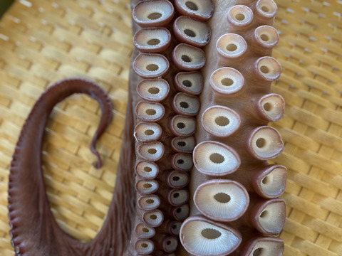 【インパクト大！】北海道白老産　活茹で水だこ（足）1㎏1本【2等分真空加工】