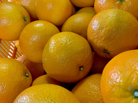 【愛媛県産】いよかん 10kg