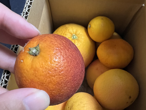 箱込約2㌔　国産ピンクグレープフルーツ 奇跡の収穫