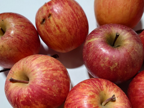 【2箱セット】特別栽培りんご（品種おまかせ）【訳あり加工】/3キロ