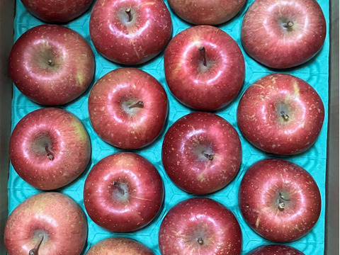 【王道サンふじ】　5㎏　13～20玉　本場青森りんご　農家直送　元気なりんご