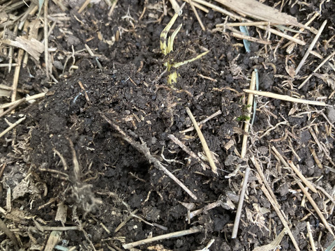 白子たけのこ　鹿児島県産　1キロ箱込　早堀たけのこ　野菜　農薬不使用 竹の子