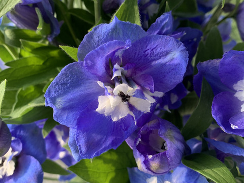 青系デルフィニウム(エラータム系)12本入り