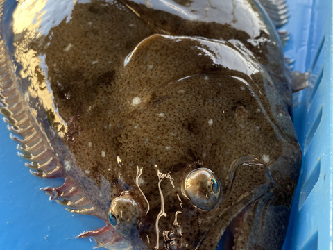 【アワード受賞福袋】
『不動丸幸運福袋』九十九里の海の幸　蛤もヒラメも楽しめる幸せセット