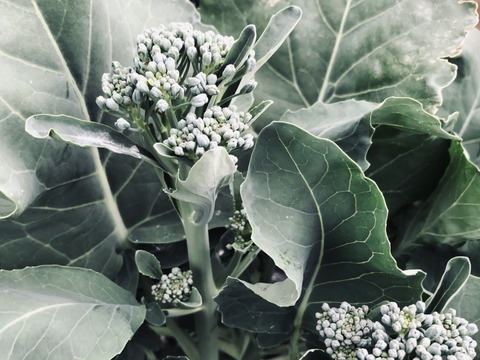 色々なキャベツの盛り合わせ
フルーツキャベツ1.6k
紫キャベツ.           1.3K
ミサキキャベツ     1.0k
フルーツキャベツ意外でもう一つ選択肢