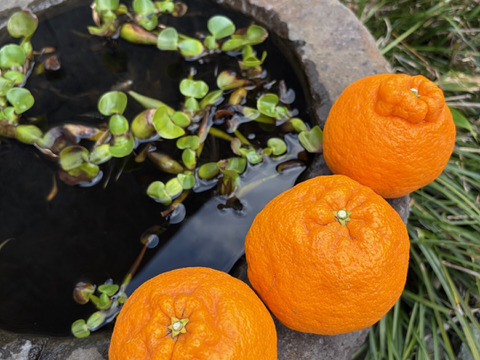 完熟★不知火　愛媛県産　贈答用３キロ